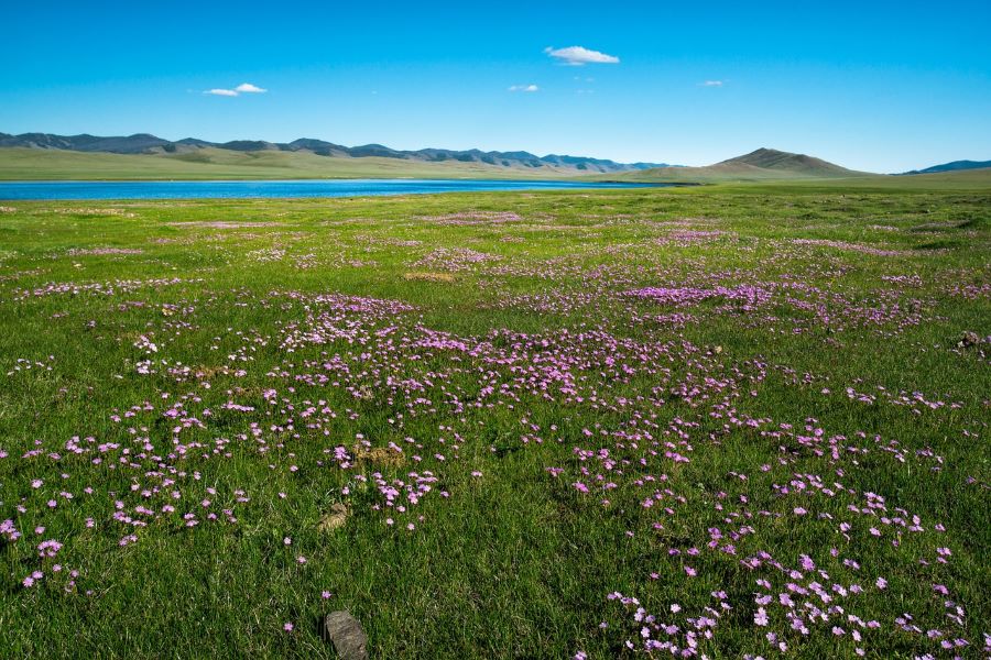 mongolia plain2